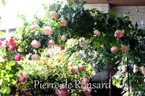20110526220257405s.jpg