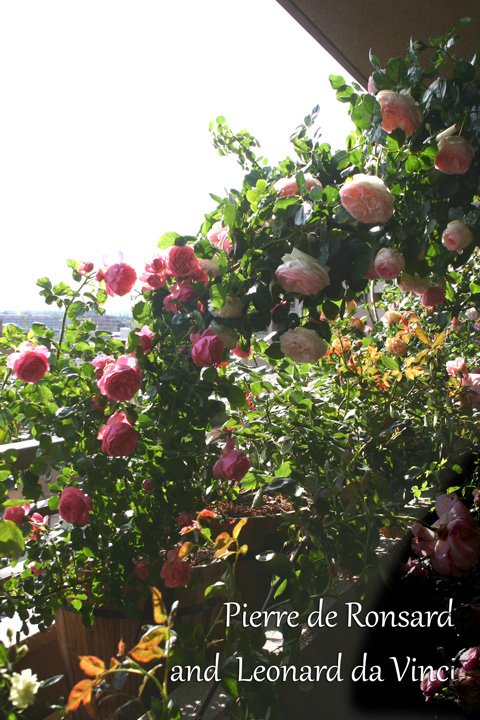 20110624180900880.jpg