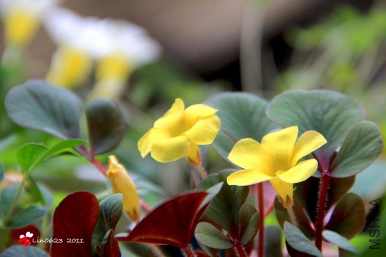 Oxalis  luteola.JPG