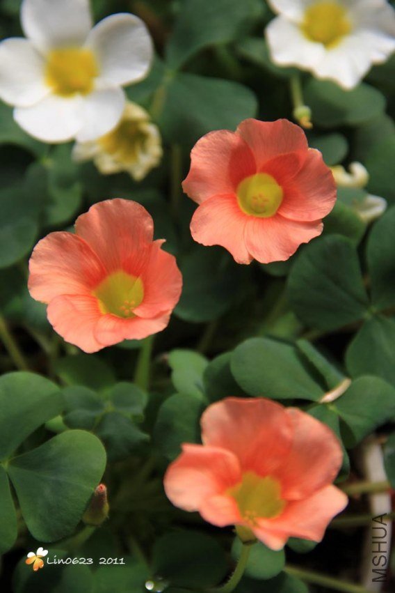 Oxalis Purpurea Salmon.JPG