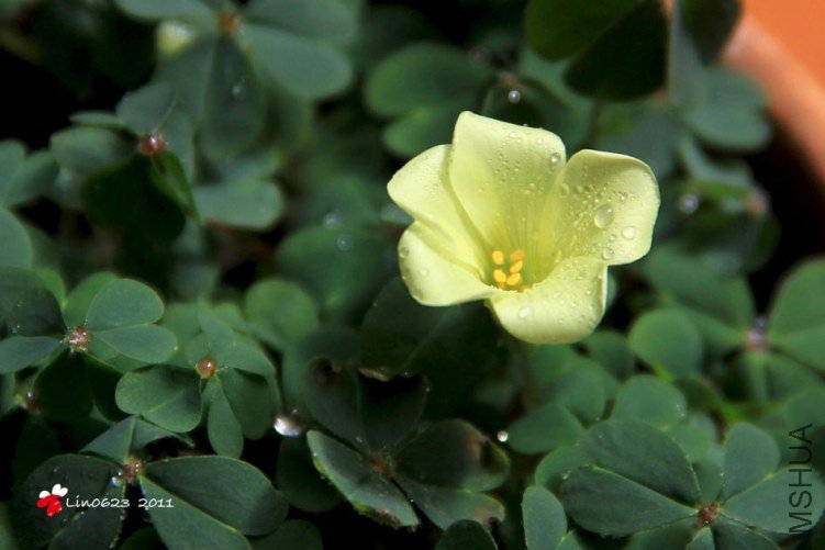 Oxalis Brazil Yellow.JPG