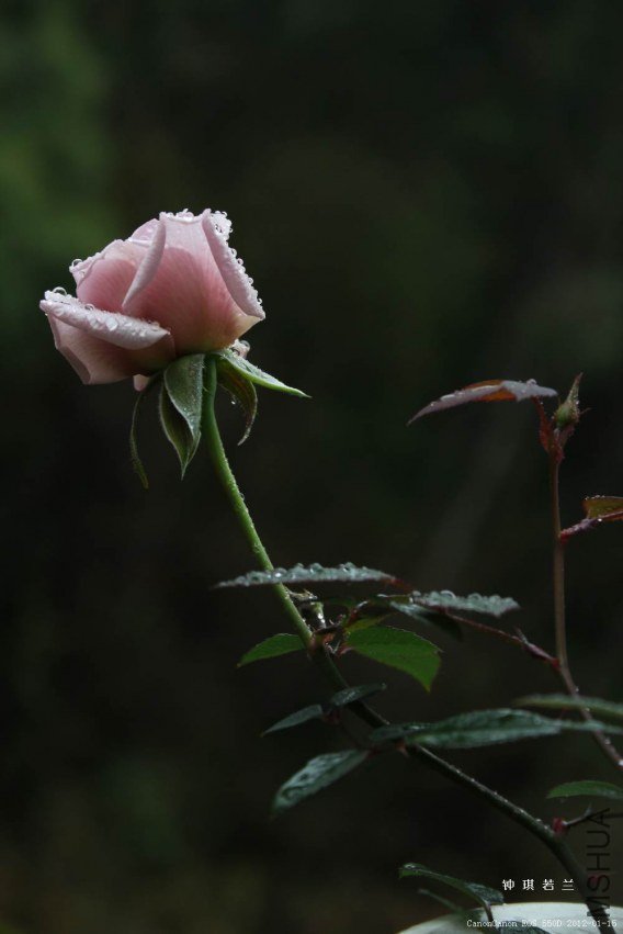 ǰ���������е��붬�����ӣ�С�������Ż���