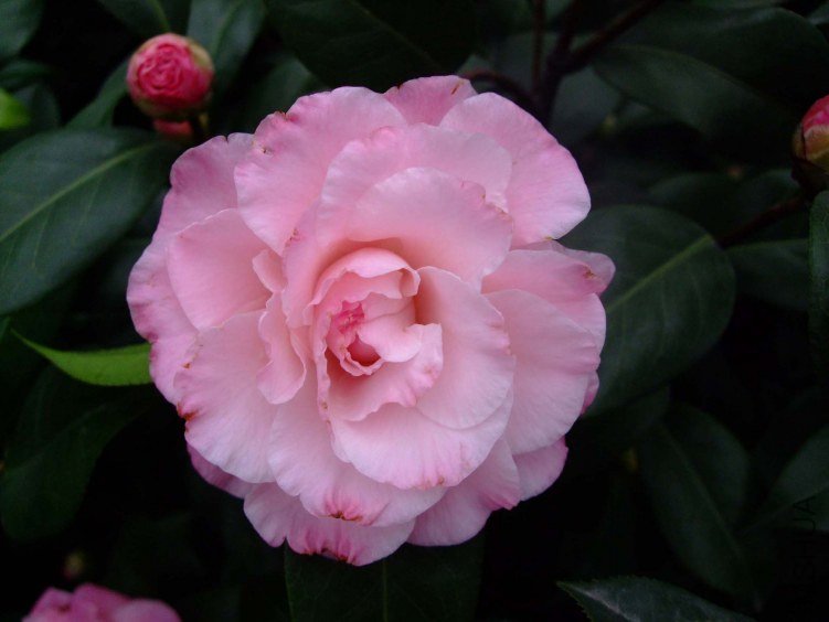 ţ�� 2012-1-18f 1.jpg