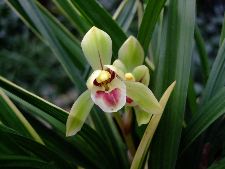 ��Ƭ2012-1-18f .jpg