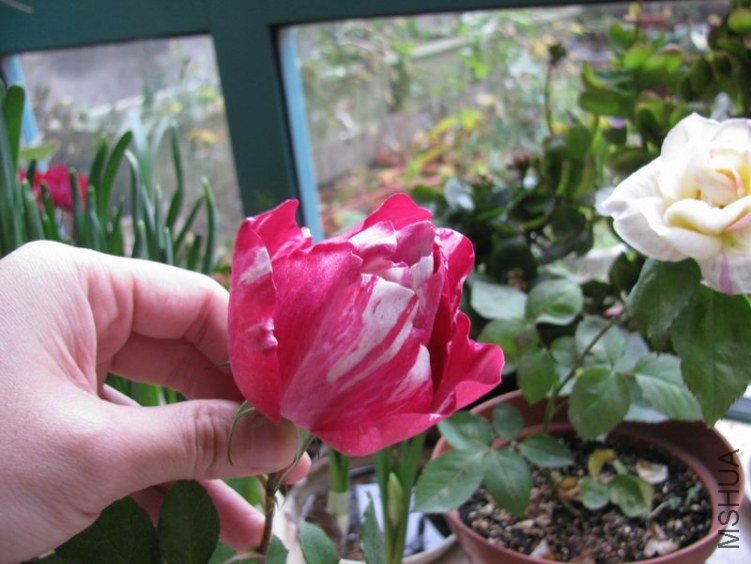120118�¼�-��������˹2.JPG