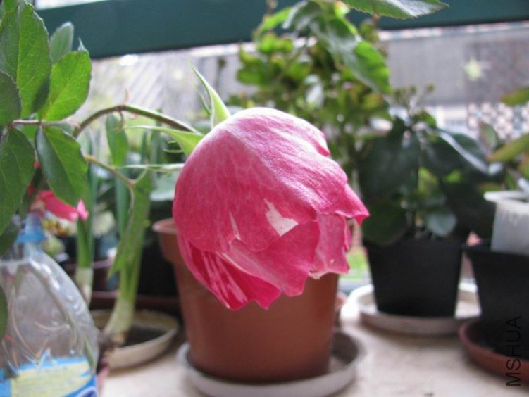 120118�¼�-��������˹.JPG