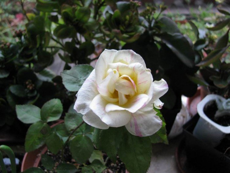 120118�¼�-����ɯ�ֿ�.JPG