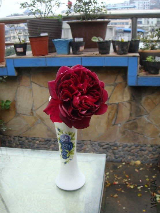 DSC08608.JPG