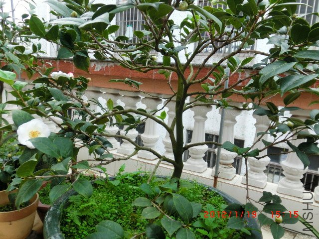 CIMG1512_����.jpg