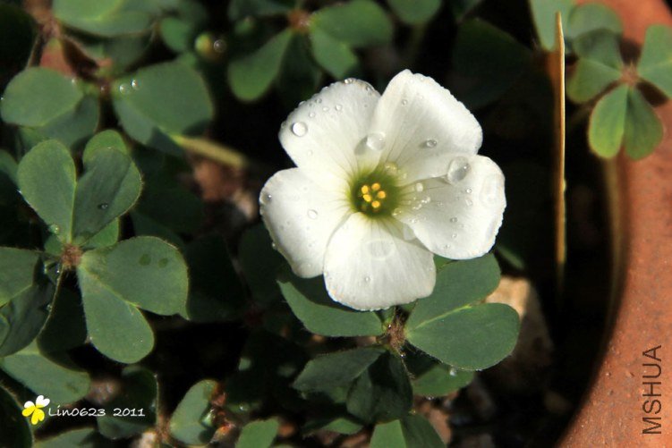 Oxalis Brazil White.JPG
