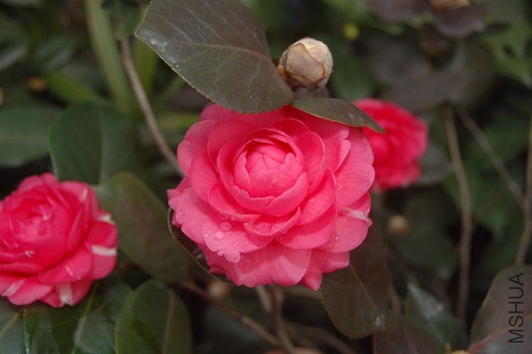 DSC_00130013.JPG