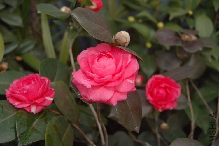 DSC_00090009.JPG