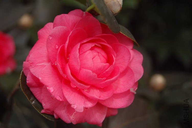 DSC_00080008.JPG