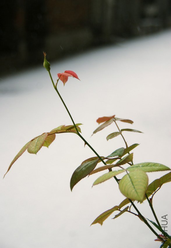 DSC03986.JPG