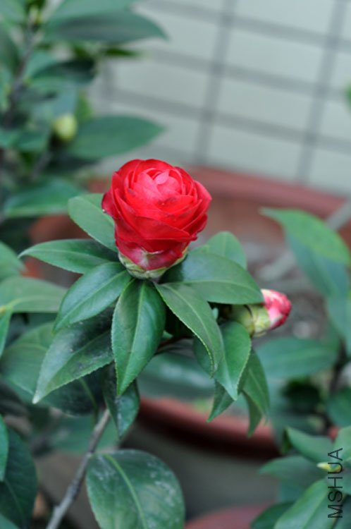 DSC_1473.jpg