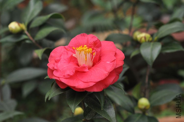 DSC_1496.jpg