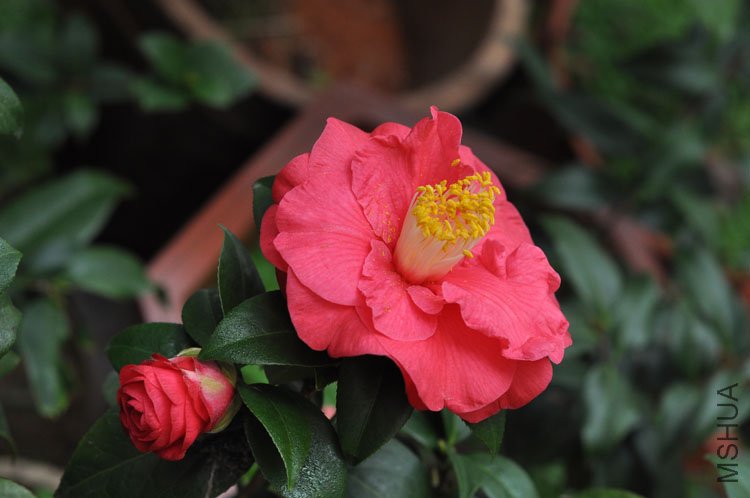 DSC_1534.JPG