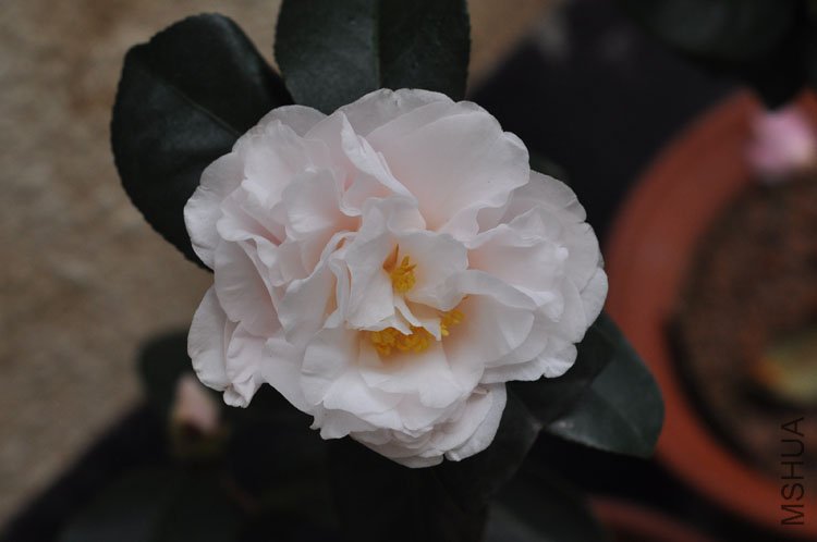 DSC_1520.JPG