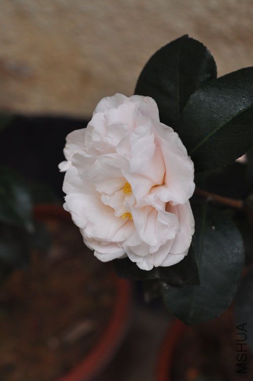 DSC_1519.JPG