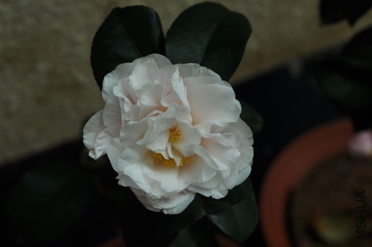 DSC_1513.JPG