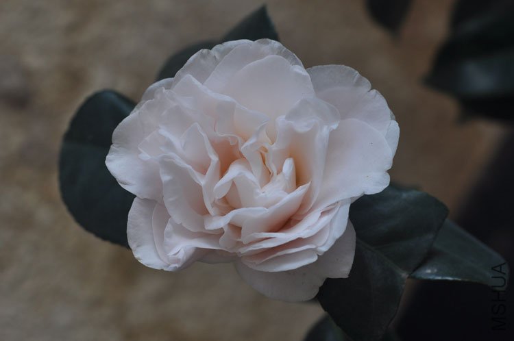 DSC_1465.JPG