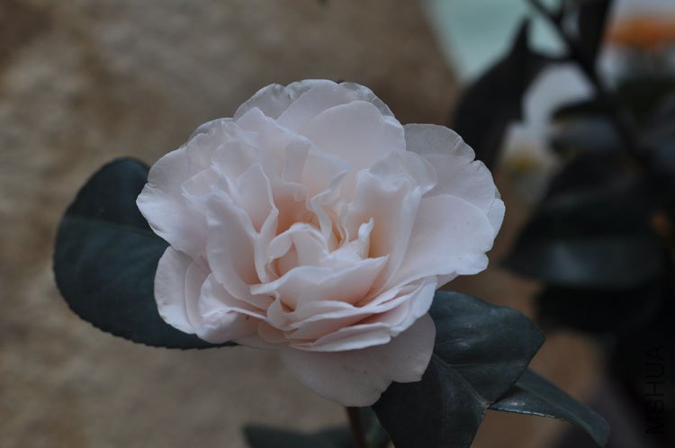 DSC_1464.JPG