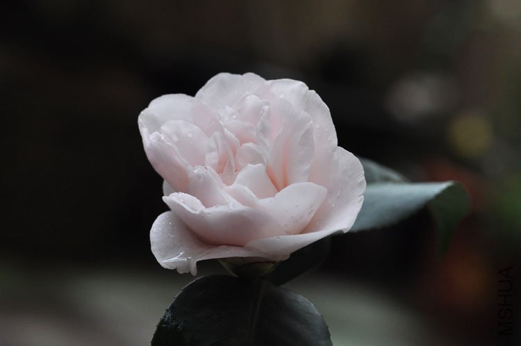 DSC_1438.JPG
