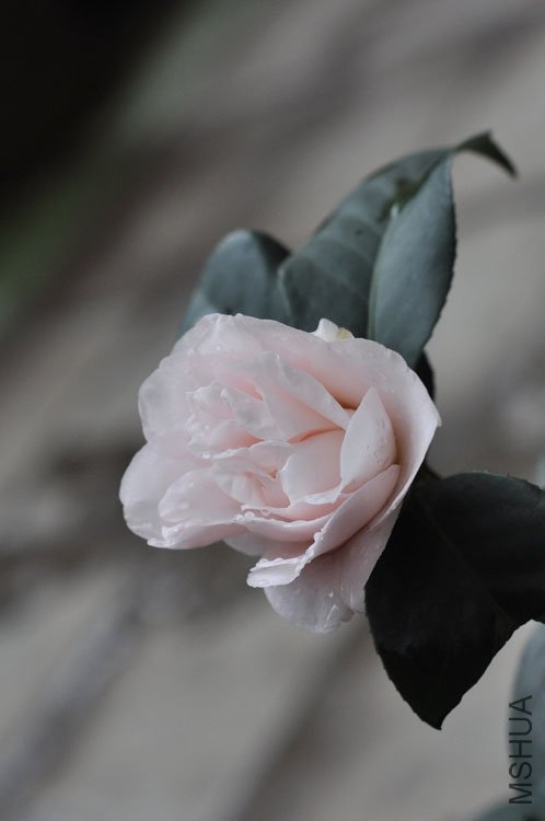 DSC_1437.JPG