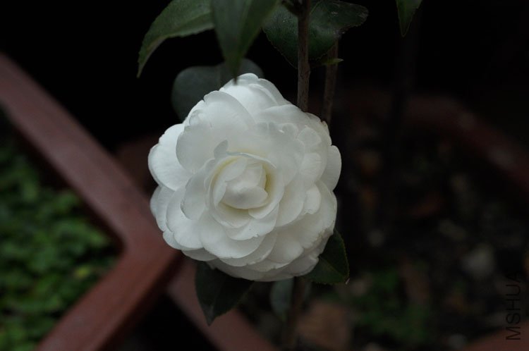 DSC_1514.JPG