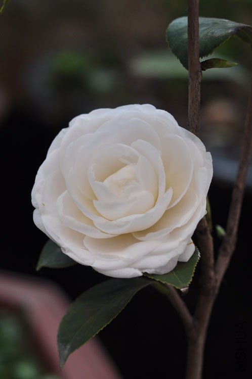 DSC_1481.JPG
