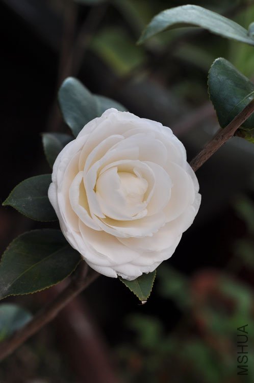 DSC_1480.JPG