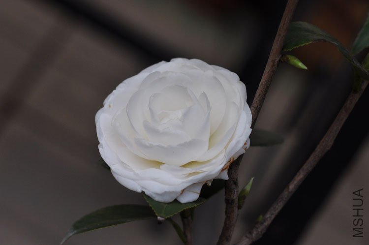 DSC_1479.JPG