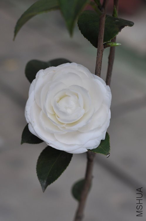 DSC_1476.JPG
