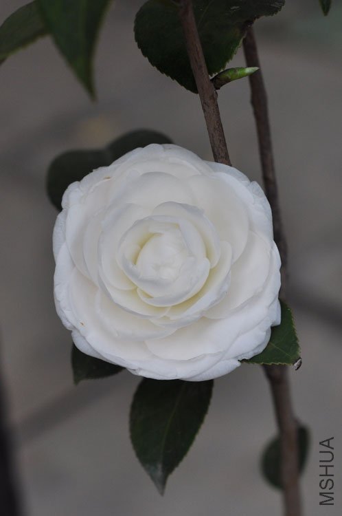 DSC_1475.JPG