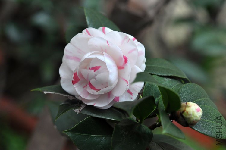 DSC_1532.JPG