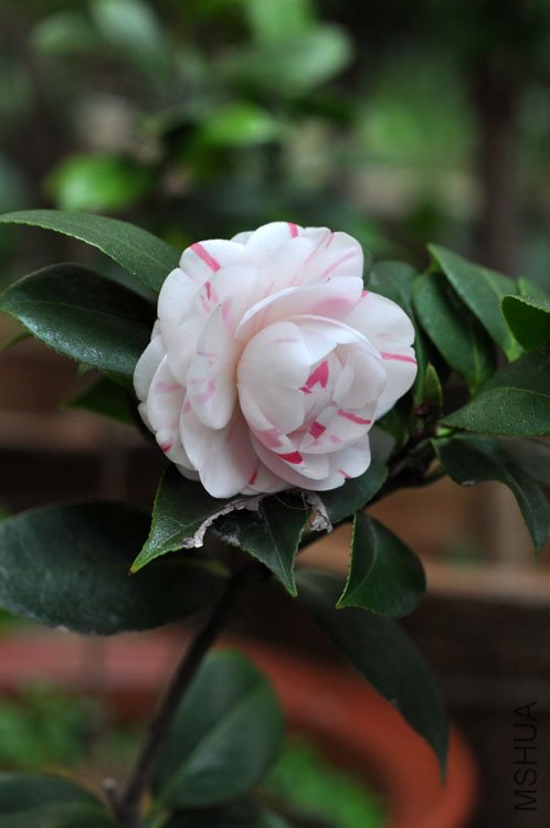 DSC_1531.JPG