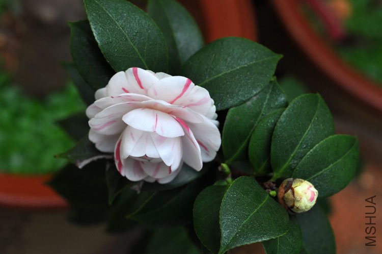DSC_1530.JPG