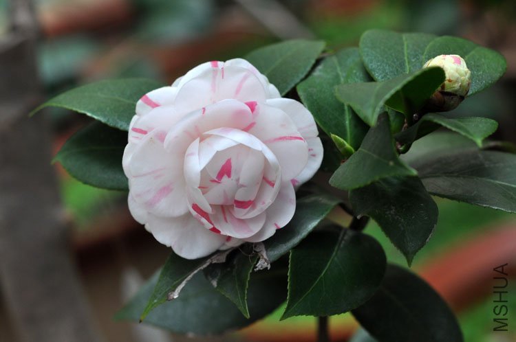 DSC_1529.JPG