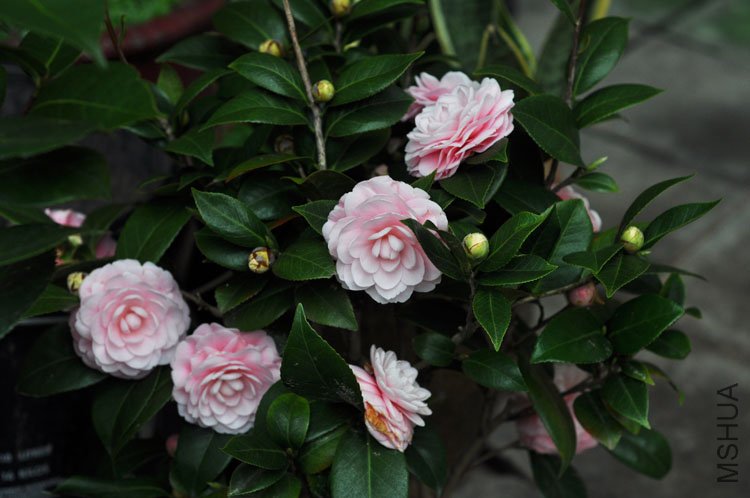 DSC_1512.JPG