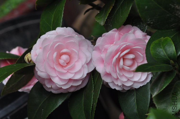 DSC_1524.JPG
