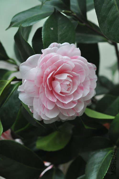 DSC_1487.JPG