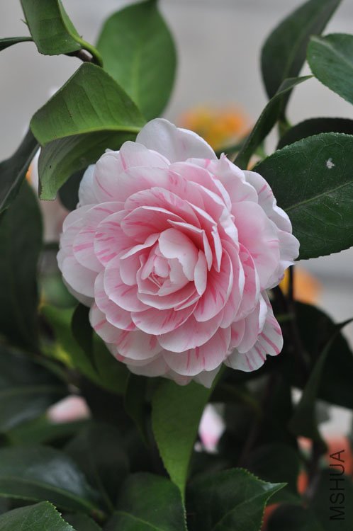 DSC_1501.JPG