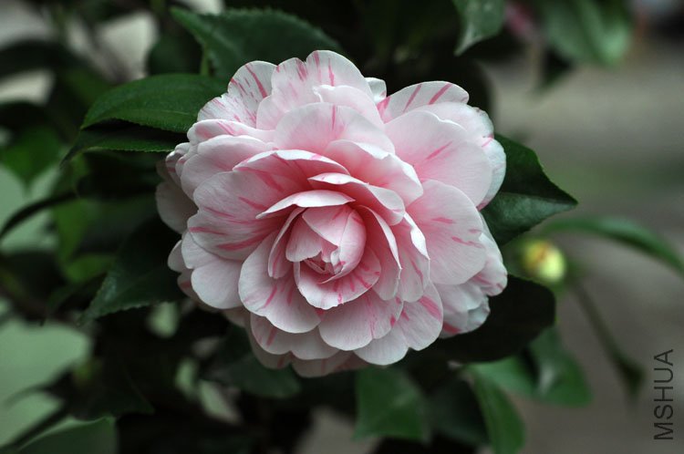 DSC_1509.JPG