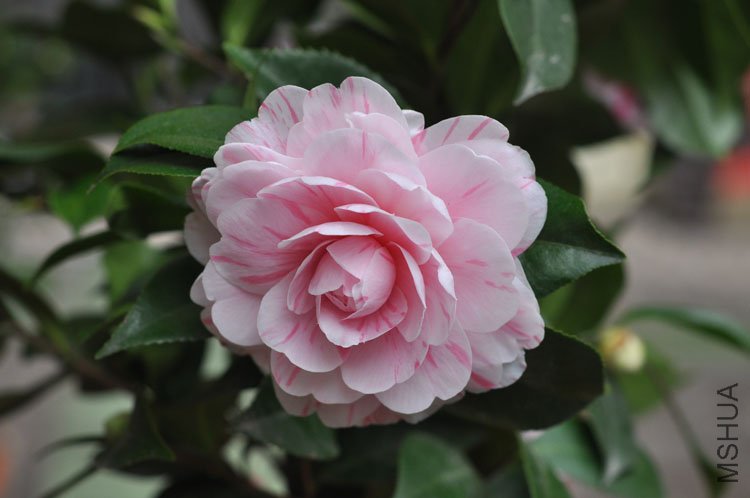 DSC_1521.JPG