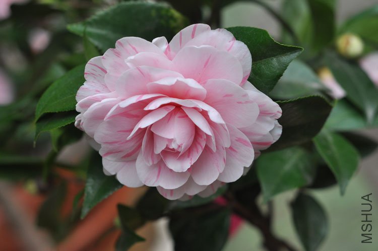 DSC_1522.JPG
