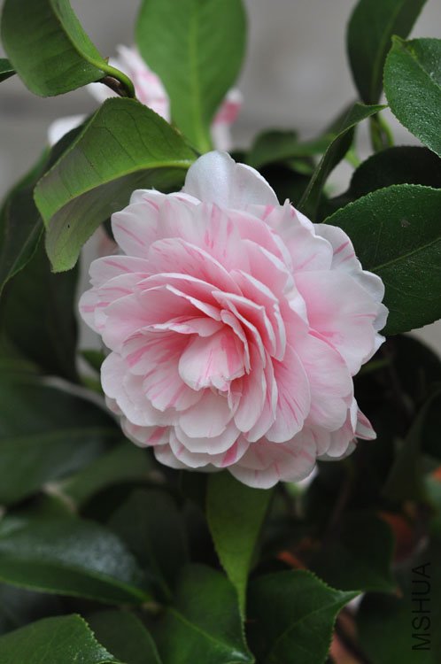 DSC_1523.JPG