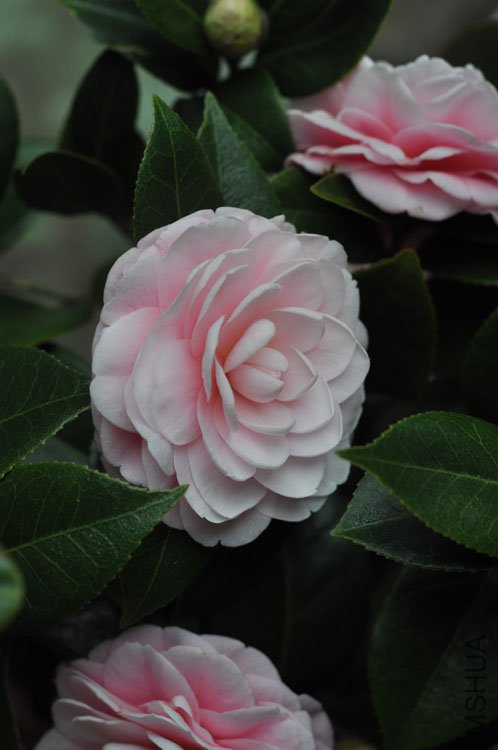 DSC_1542.JPG