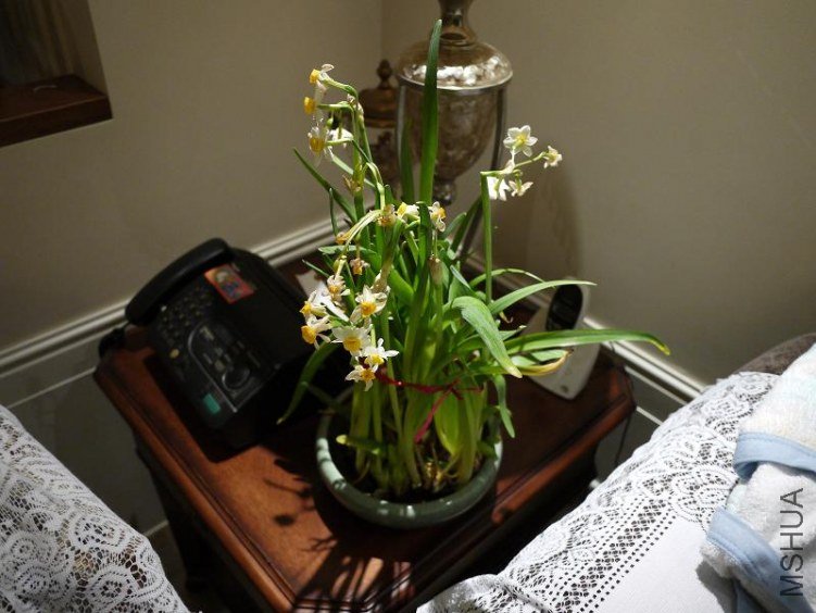P1010115.jpg