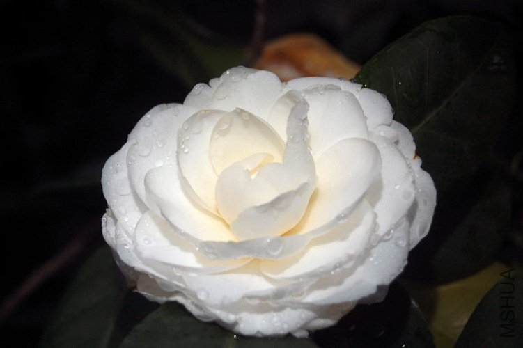 DSC_00200020.JPG