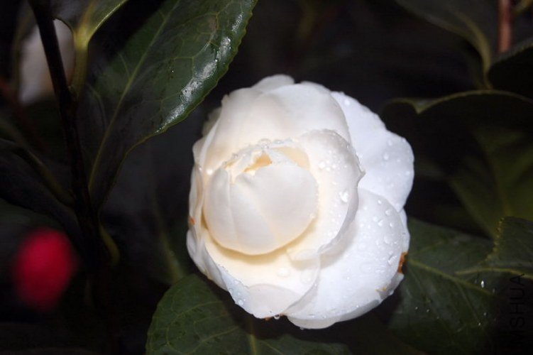 DSC_00280028.JPG